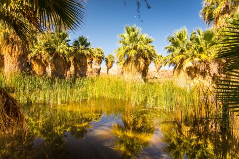 coachella oasis
